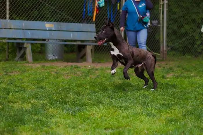 Enlarge Stormie, a Adoptable mixed breed in Coupeville, WA image 1/2
