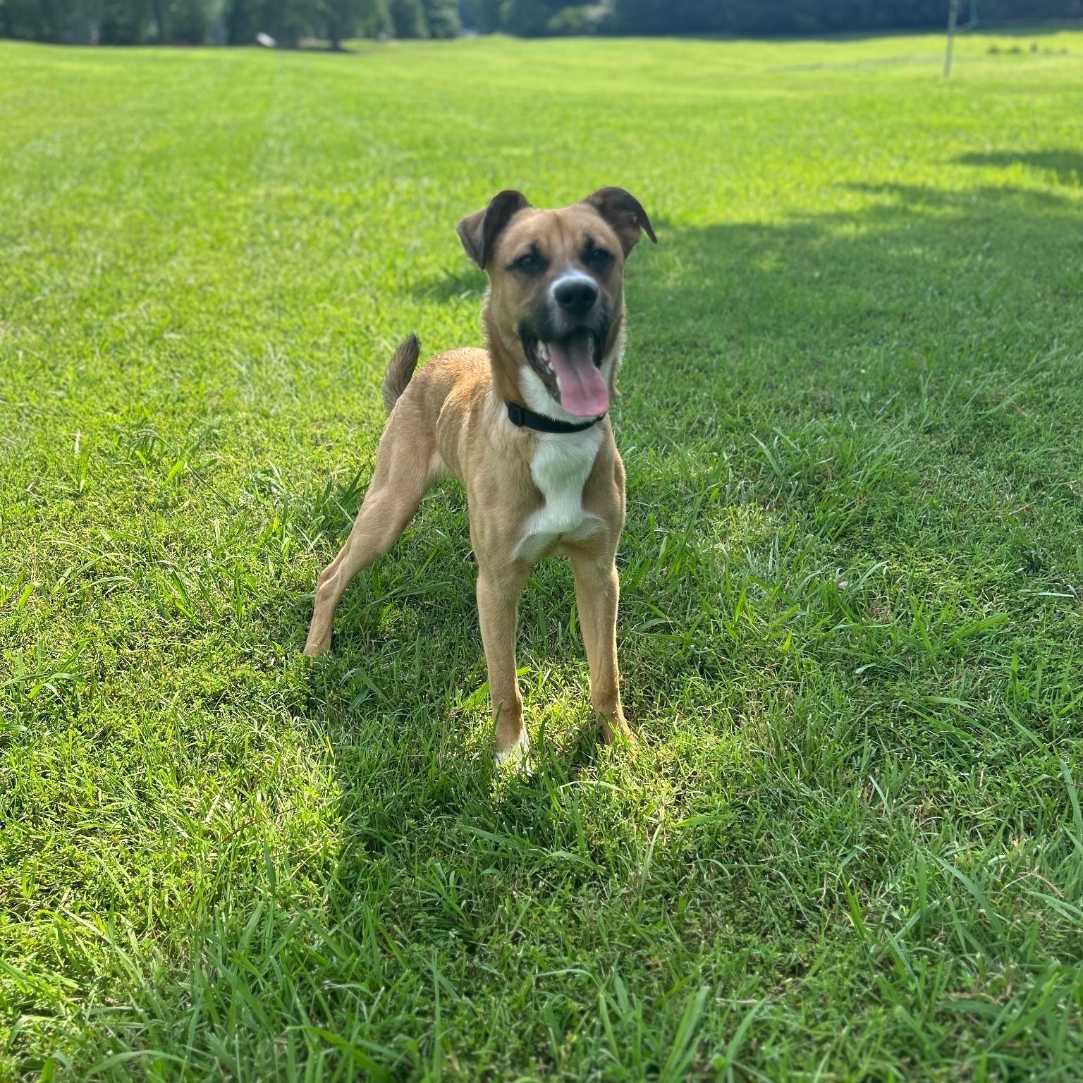 Cerb, Adoptable, Puppy Male Boxer.
