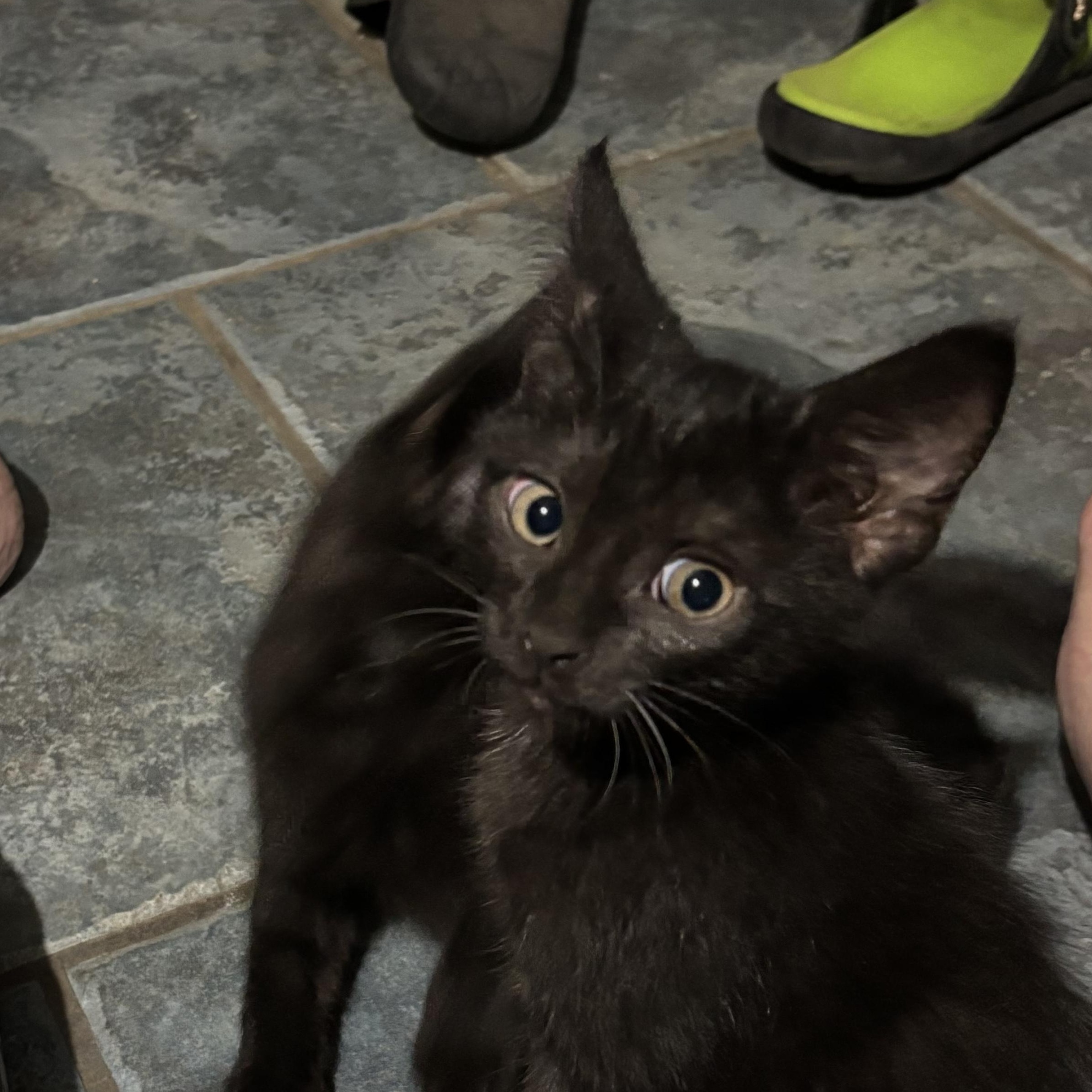Enlarge Trevor, a Adoptable Domestic Short Hair in Oriental , NC image 2/3
