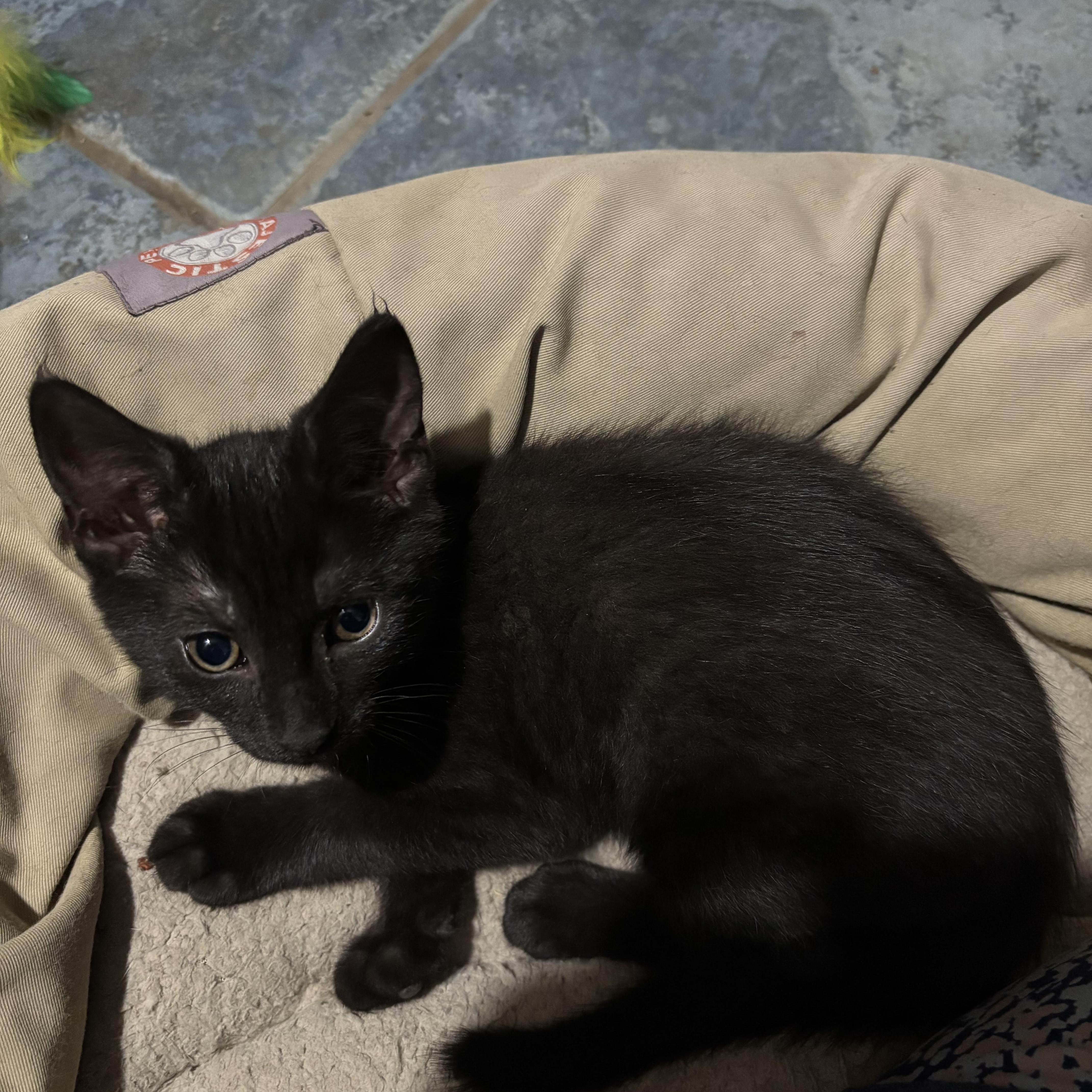Trevor, Adoptable, Kitten Male Domestic Short Hair.