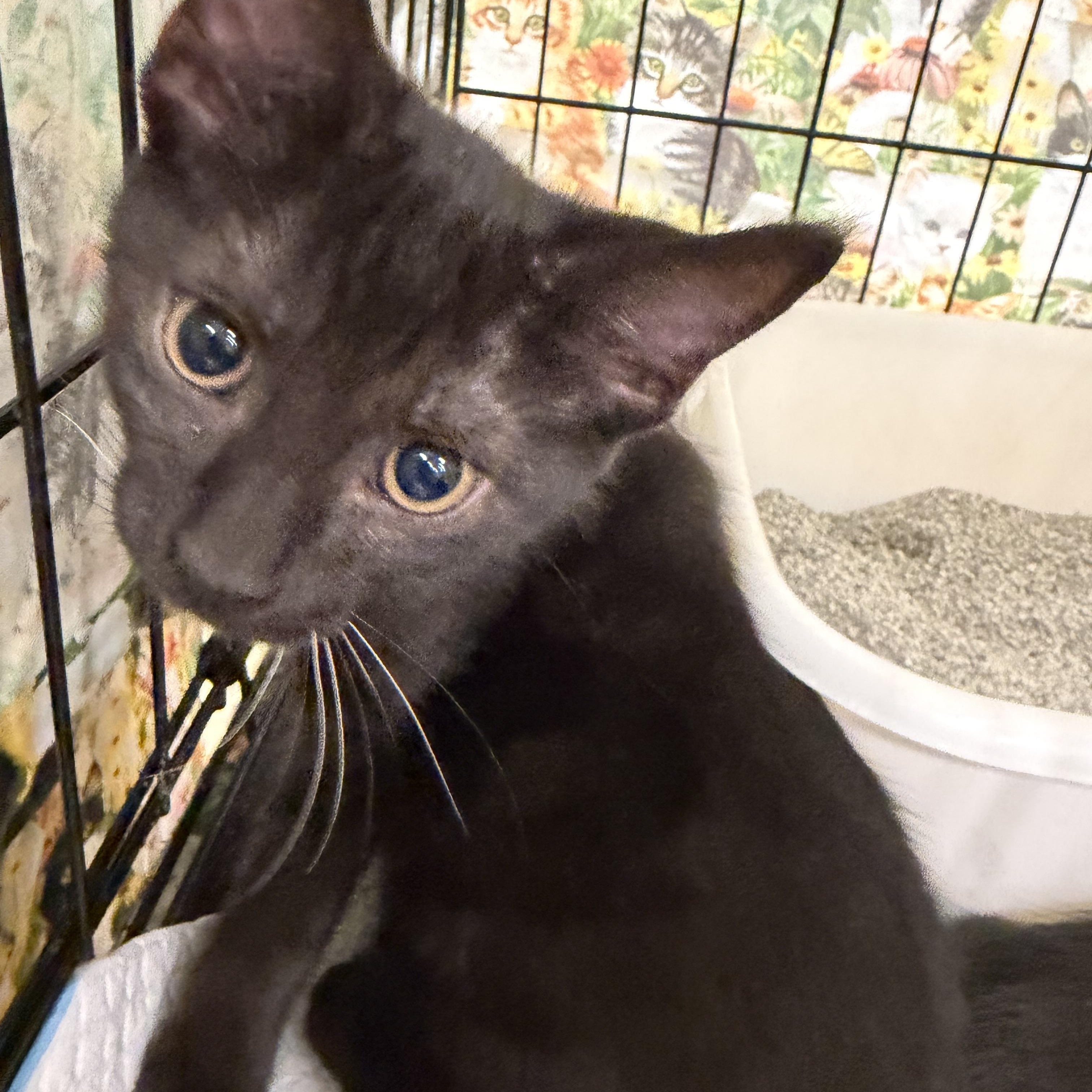 Enlarge Trevor, a Adoptable Domestic Short Hair in Oriental , NC image 3/3