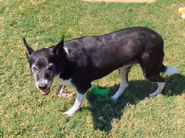 Bella* A212488