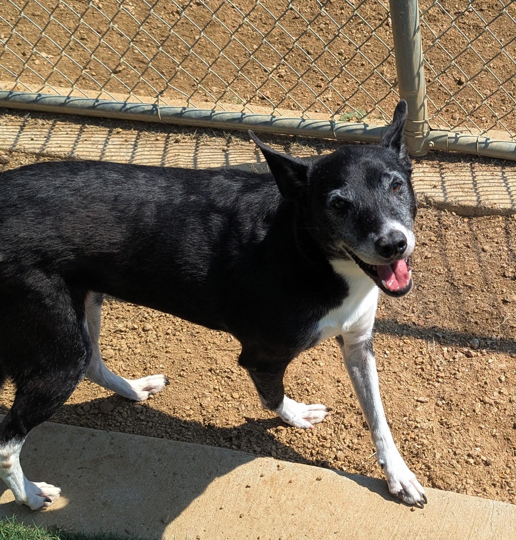 Bella* A212488