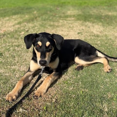 Armstrong, adopted, Young Male Doberman Pinscher.