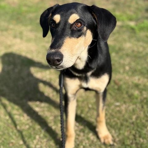 Armstrong, an adopted mixed breed in Elk Grove, CA image 4/4