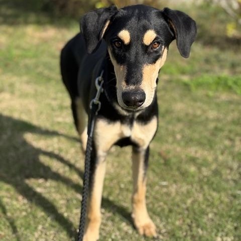 Armstrong, an adopted mixed breed in Elk Grove, CA image 2/4