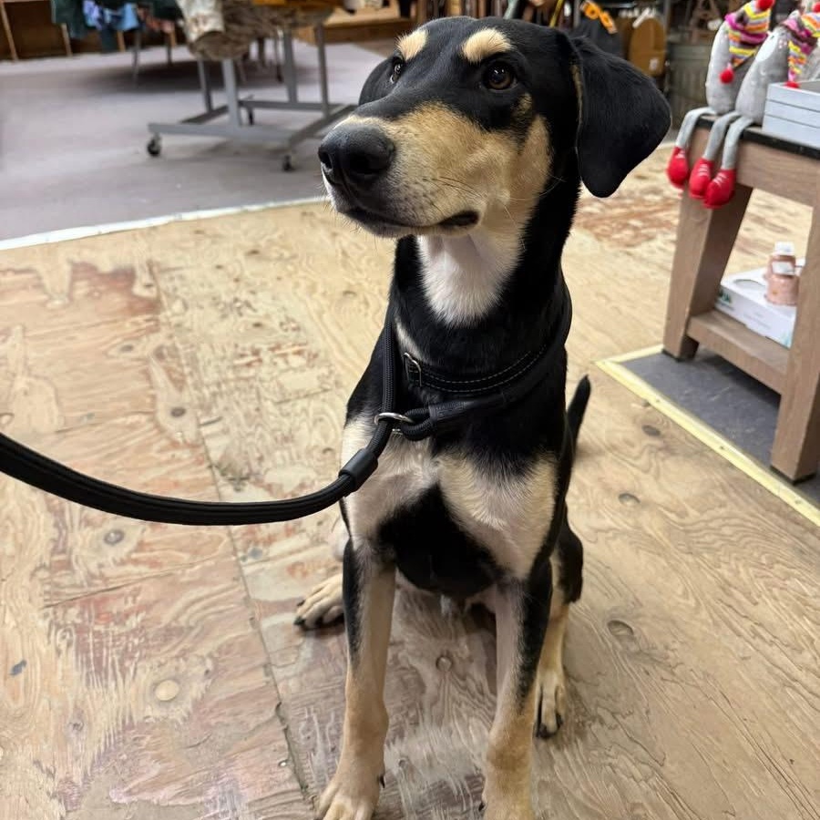 Armstrong, an adopted mixed breed in Elk Grove, CA image 3/4