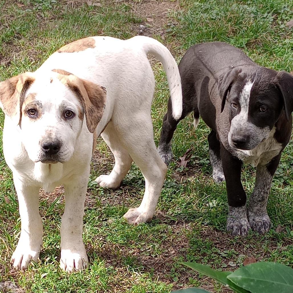 Turner, Adoptable, Puppy Male Labrador Retriever.
