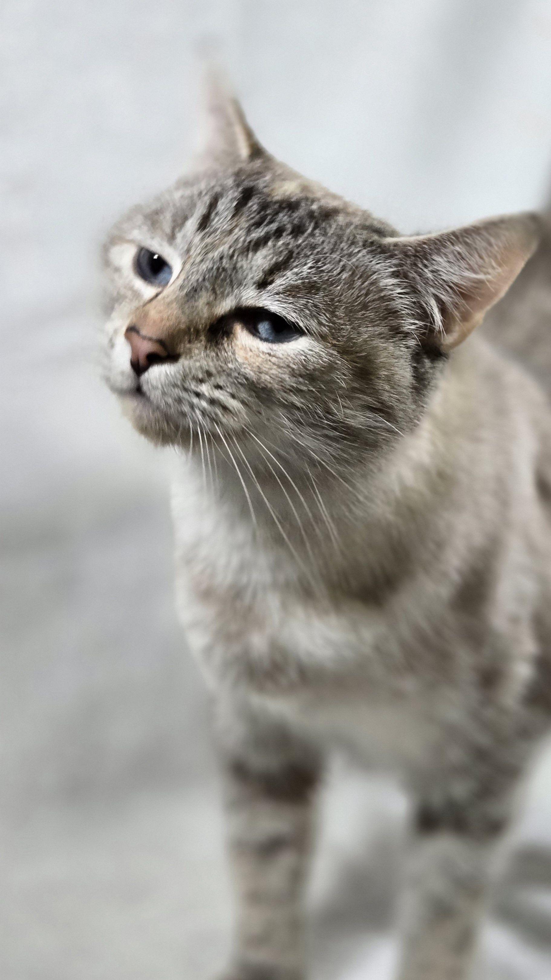 Tiramisu, an adoptable Domestic Short Hair in The Dalles, OR, 97058 | Photo Image 1