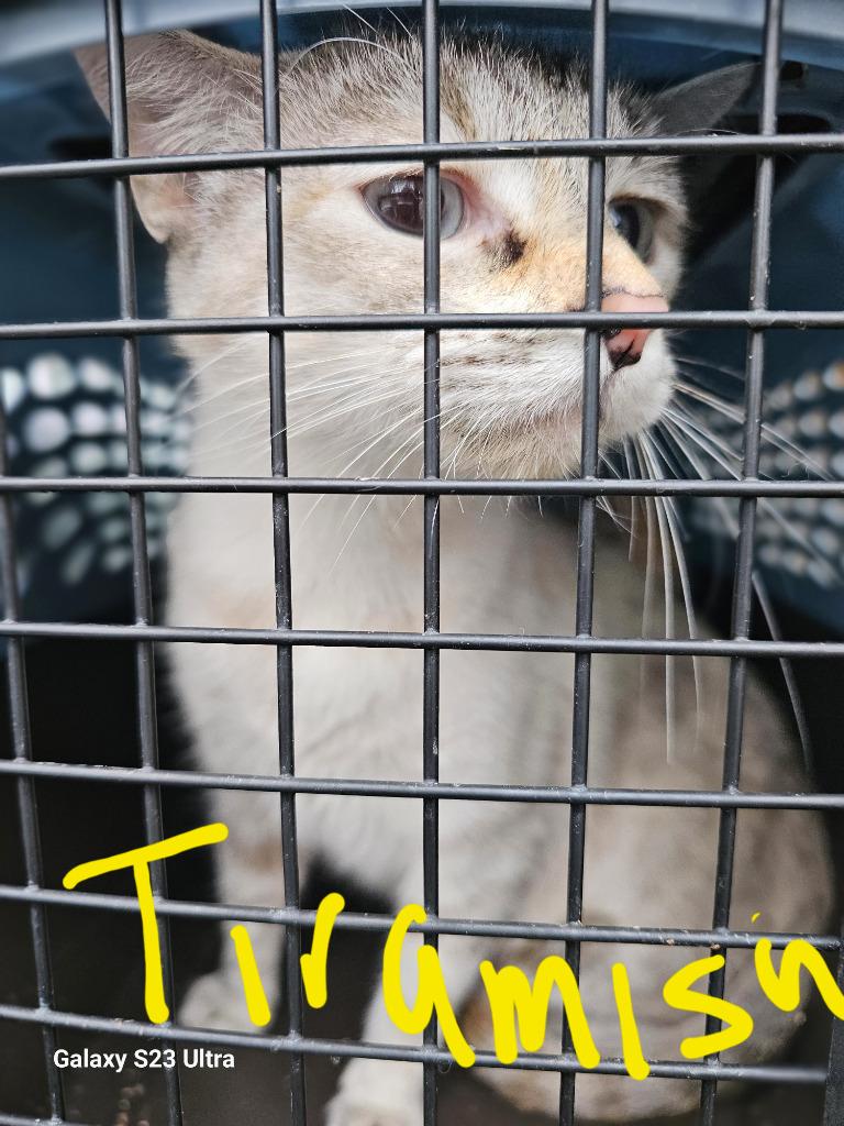 Tiramisu, Adoptable, Adult Female Domestic Short Hair.