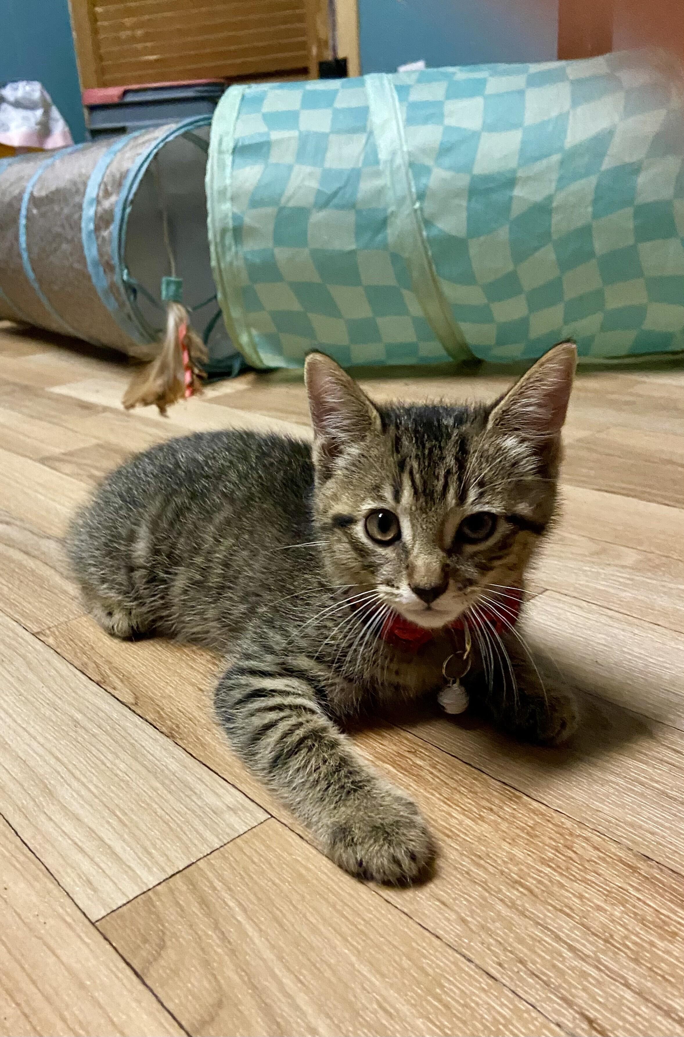 Mario, Adoptable, Young Male Domestic Short Hair.