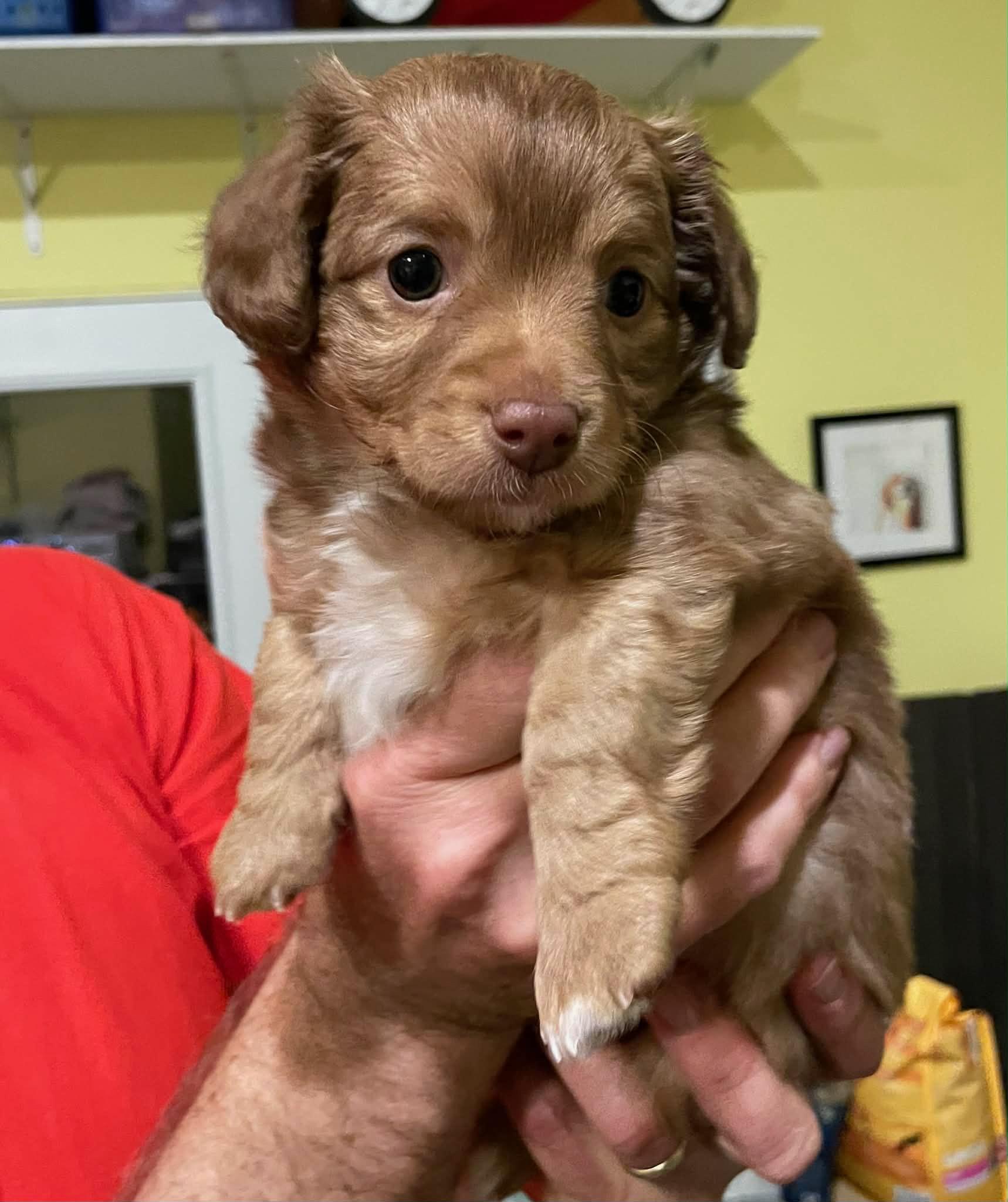 Enlarge Teddy, a Adopted mixed breed in Stoughton, MA image 1/2