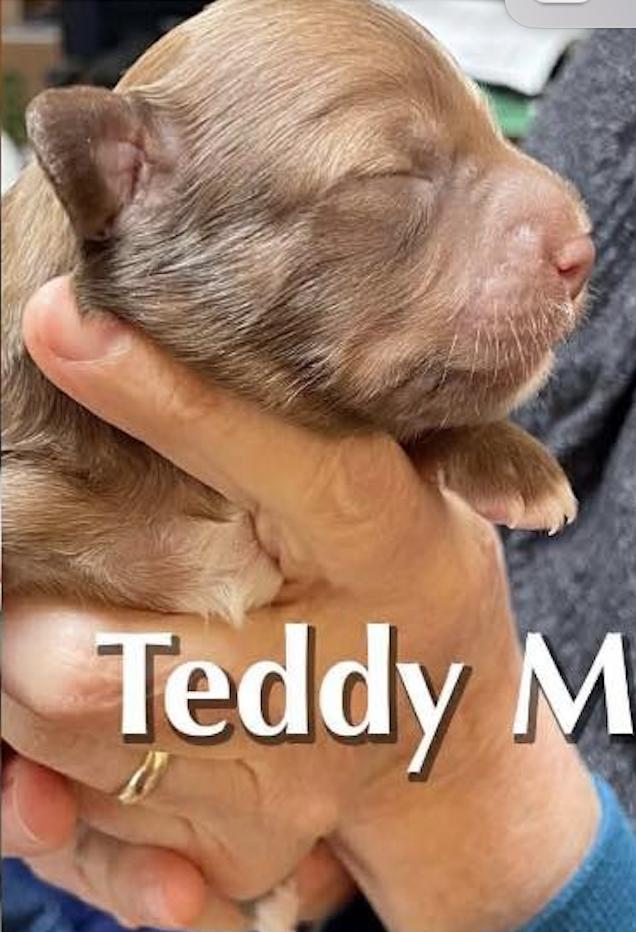 Enlarge Teddy, a Adopted mixed breed in Stoughton, MA image 2/2