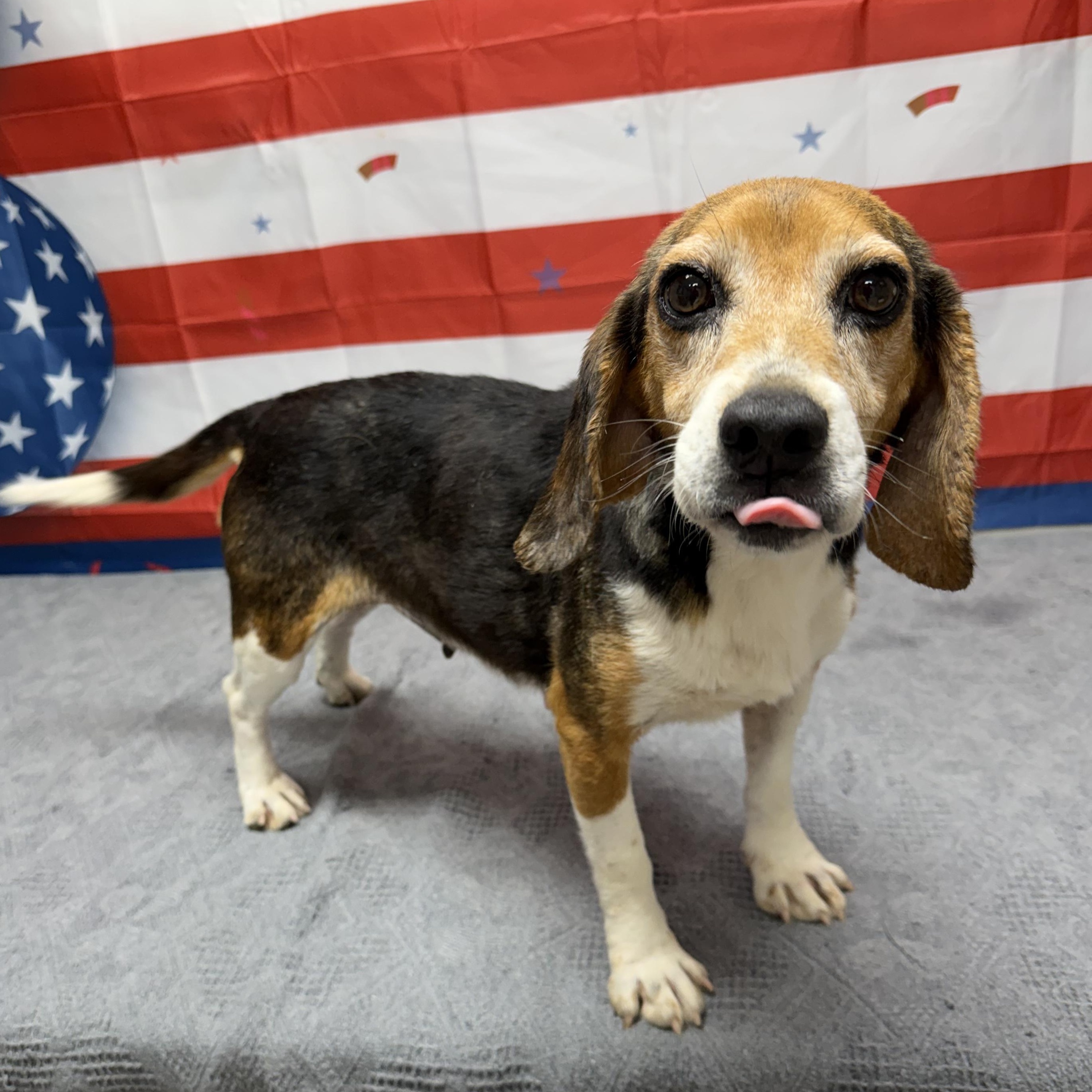 Enlarge Lilith, an adopted Beagle in Urbana, OH image 1/1