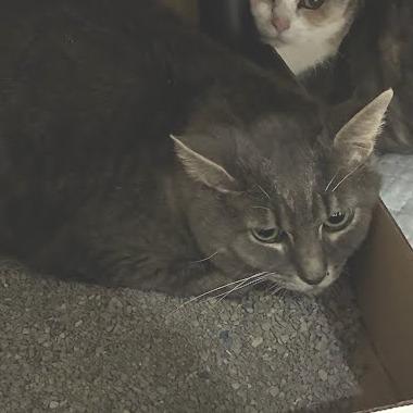 Zeus, Adoptable, Adult Male Domestic Short Hair.
