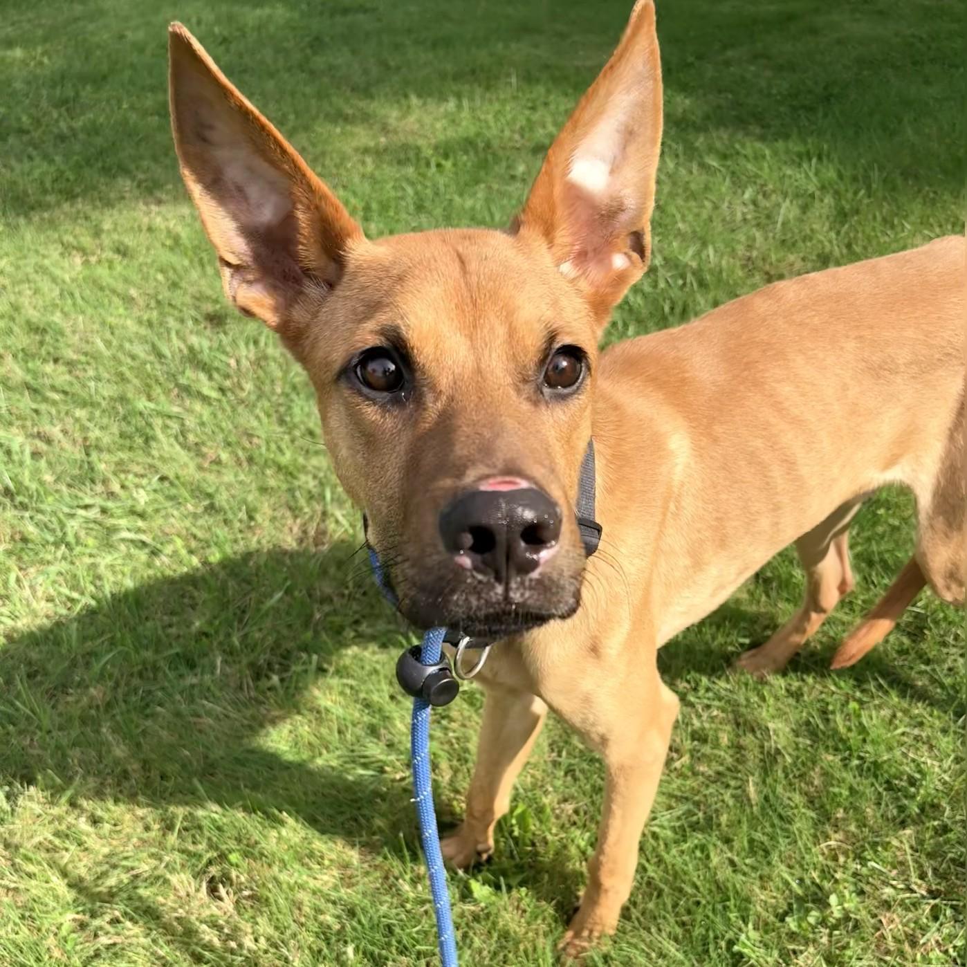 Enlarge Zero, a Adoptable mixed breed in Allegan, MI image 4/4