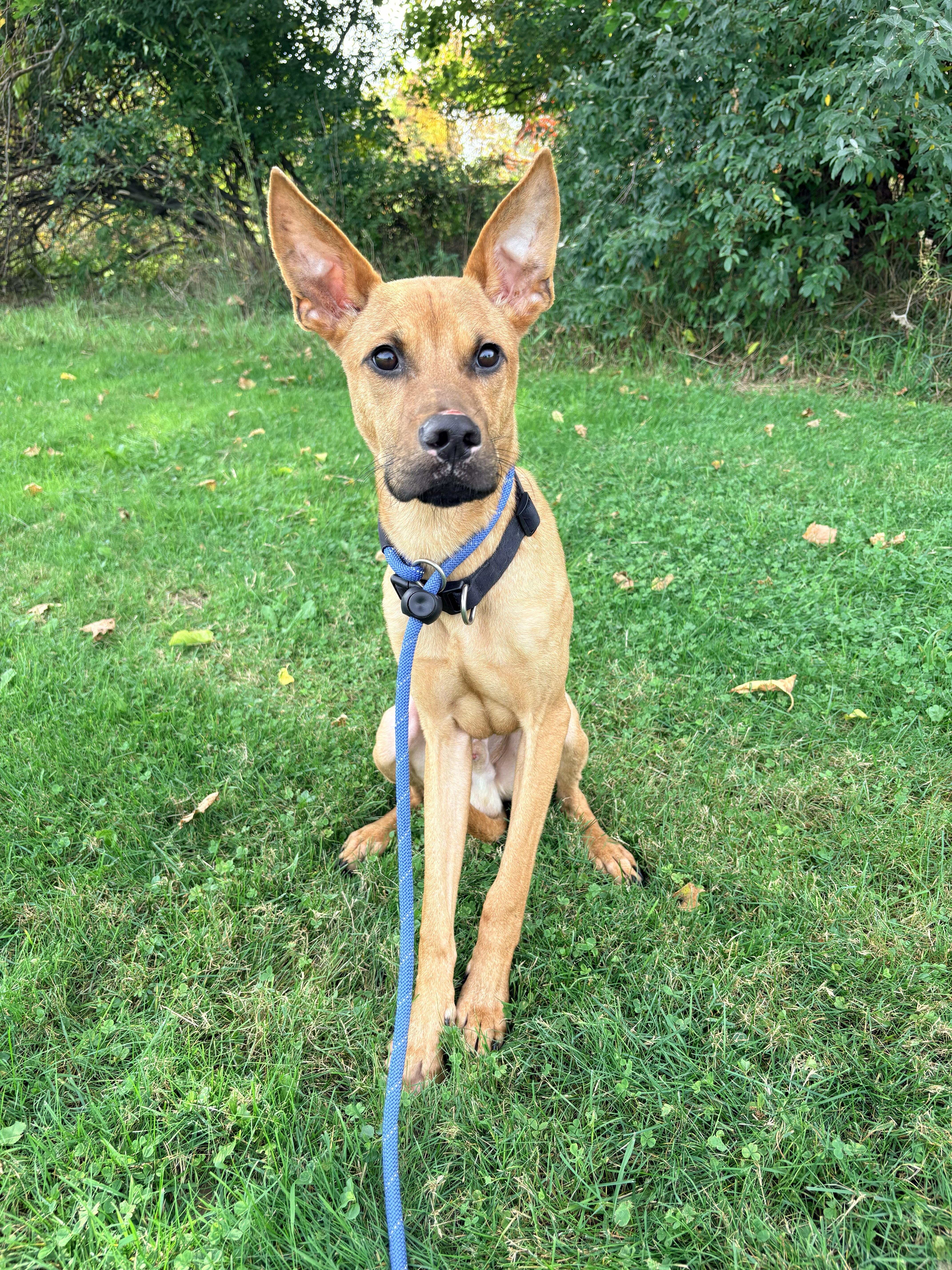 Enlarge Zero, a Adoptable mixed breed in Allegan, MI image 3/4
