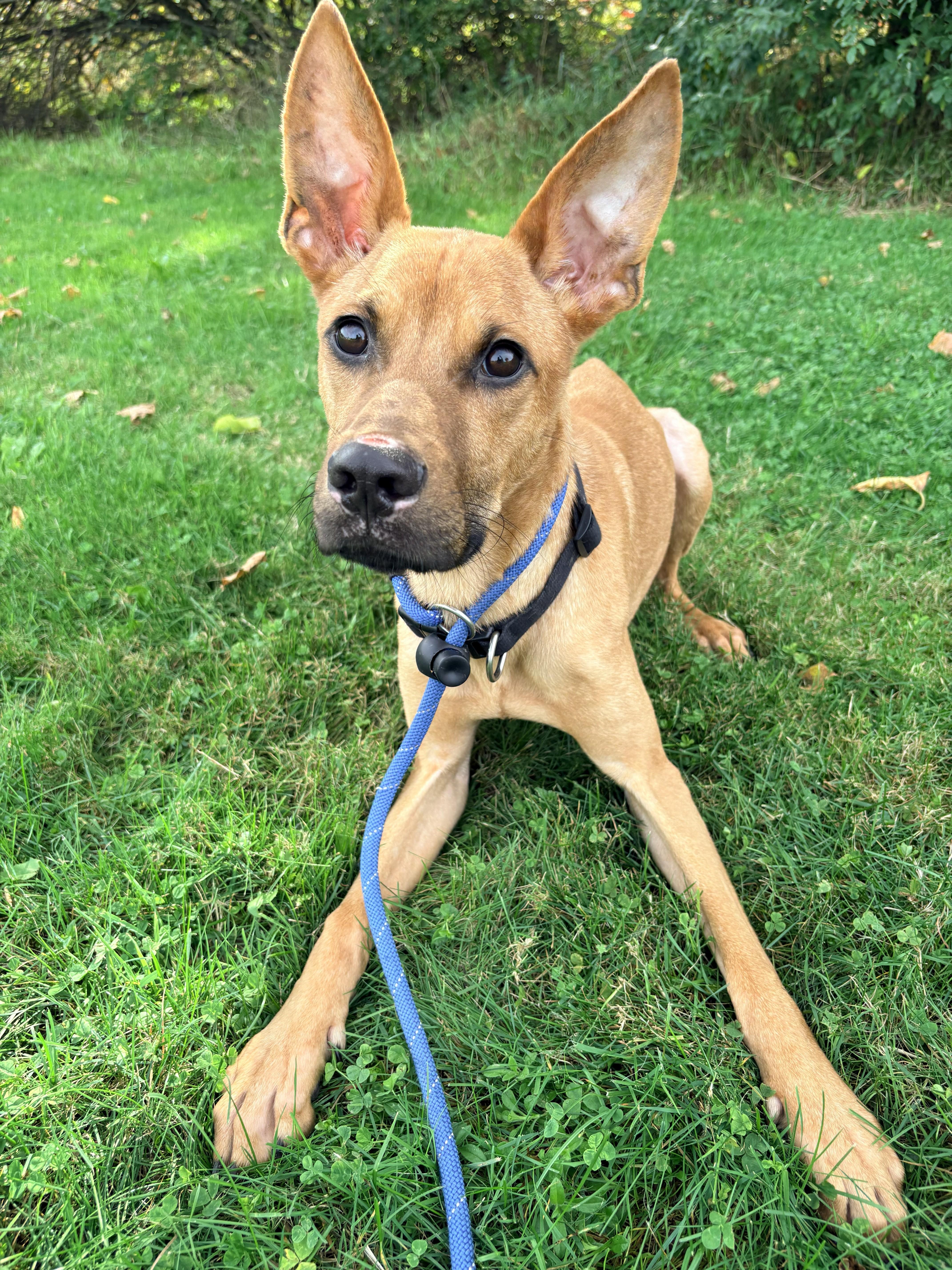 Enlarge Zero, a Adoptable mixed breed in Allegan, MI image 2/4