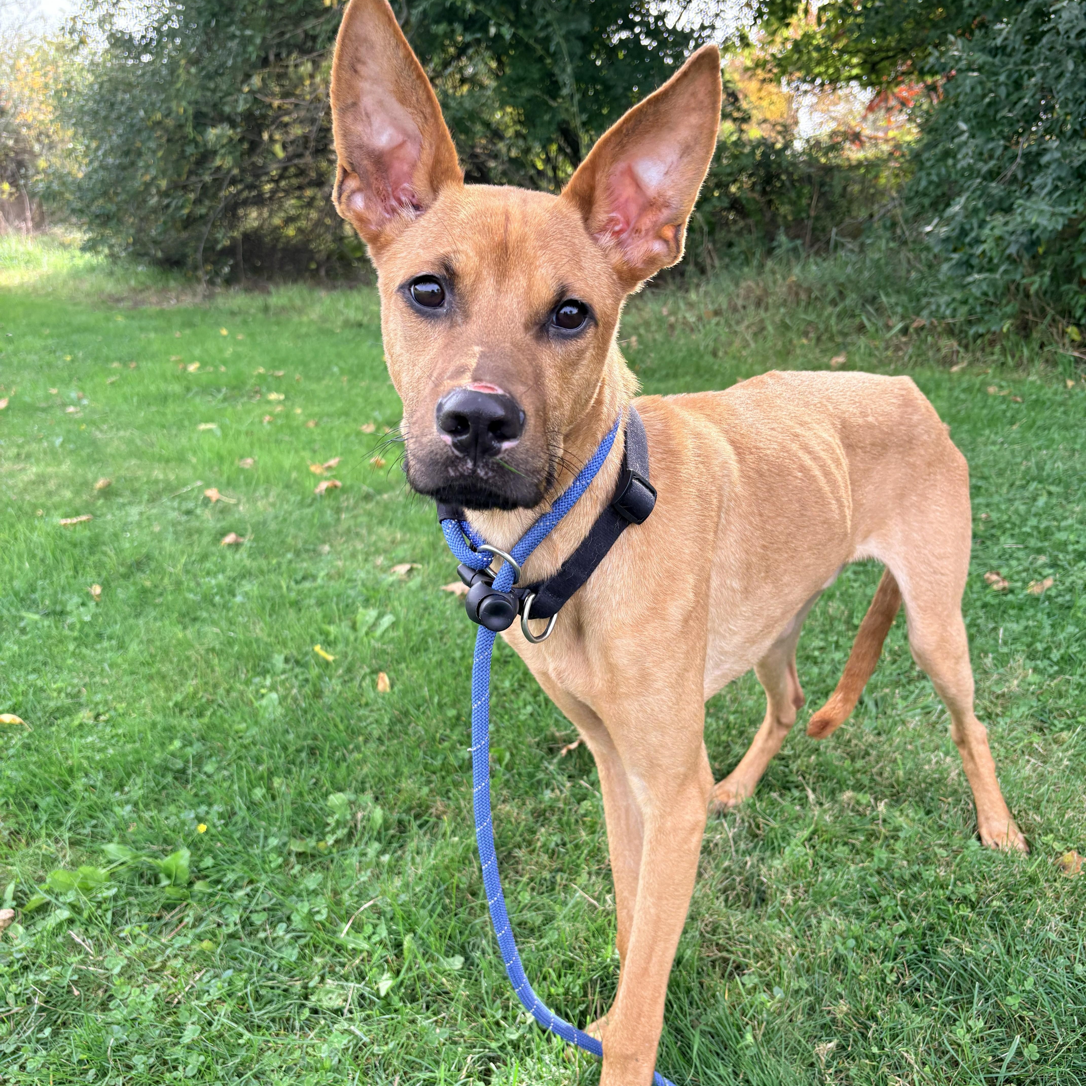 Enlarge Zero, a Adoptable mixed breed in Allegan, MI image 1/4