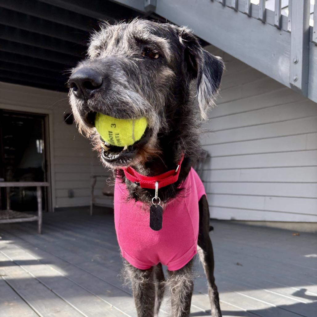 Enlarge Maude, a Adoptable mixed breed in Victoria, BC image 3/6