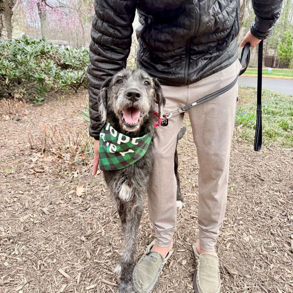 Enlarge Maude, a Adoptable mixed breed in Victoria, BC image 6/6