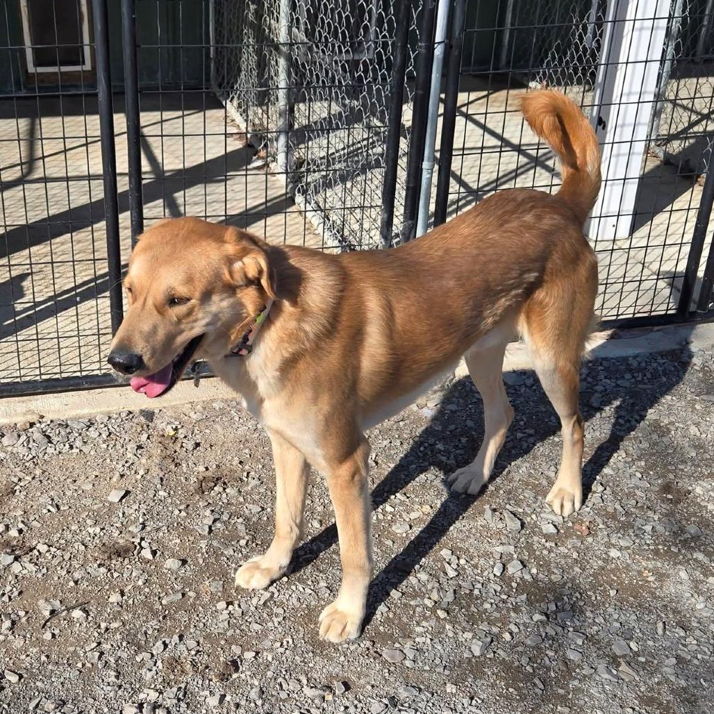 Timber — thumbnail 2