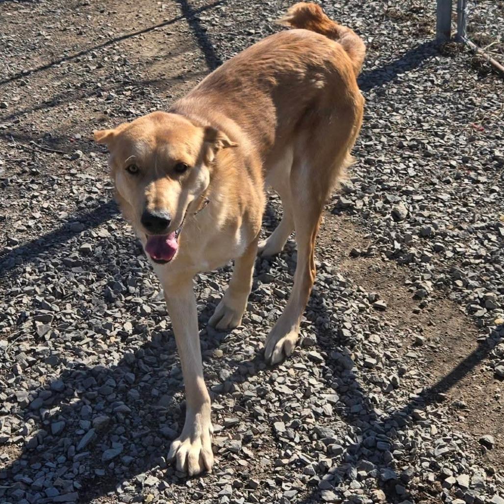 Timber — thumbnail 3