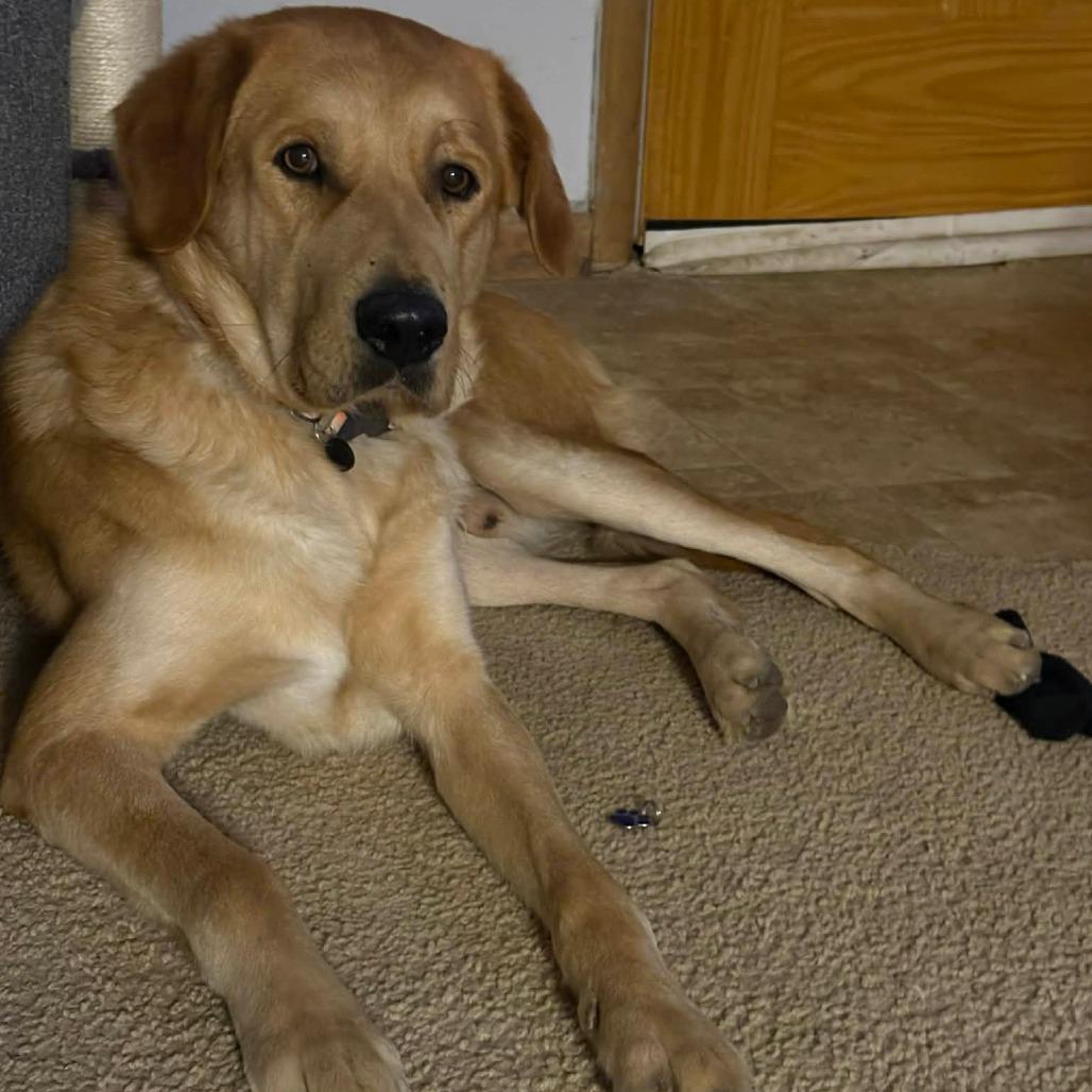 Timber — thumbnail 5