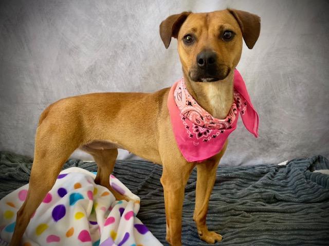Enlarge RUBY, a Adoptable mixed breed in Salinas, CA image 1/1