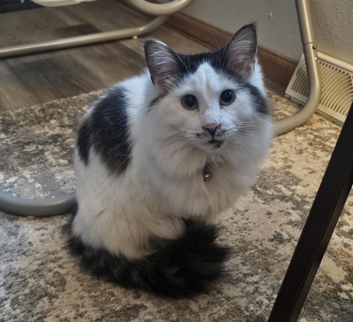 Enlarge Diplo, an adopted Domestic Long Hair in Stoughton, WI image 1/4