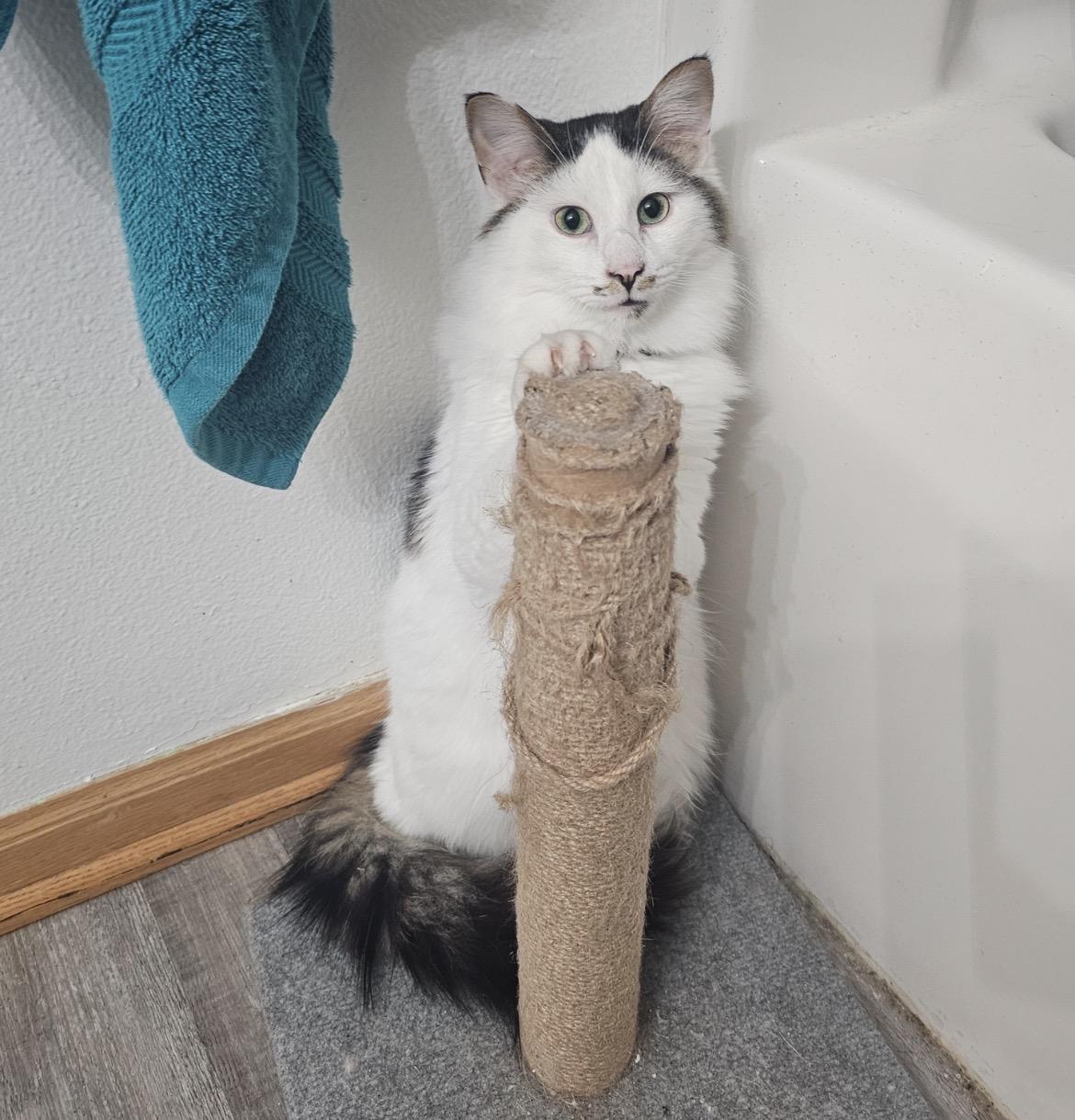 Enlarge Diplo, an adopted Domestic Long Hair in Stoughton, WI image 2/4