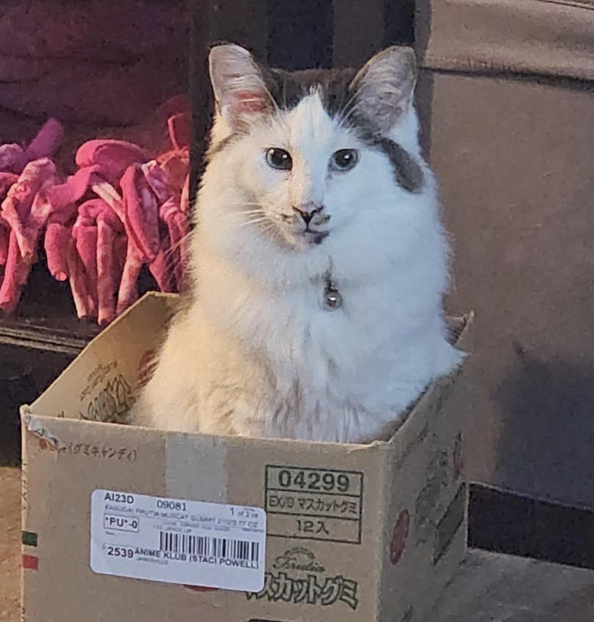 Enlarge Diplo, an adopted Domestic Long Hair in Stoughton, WI image 4/4