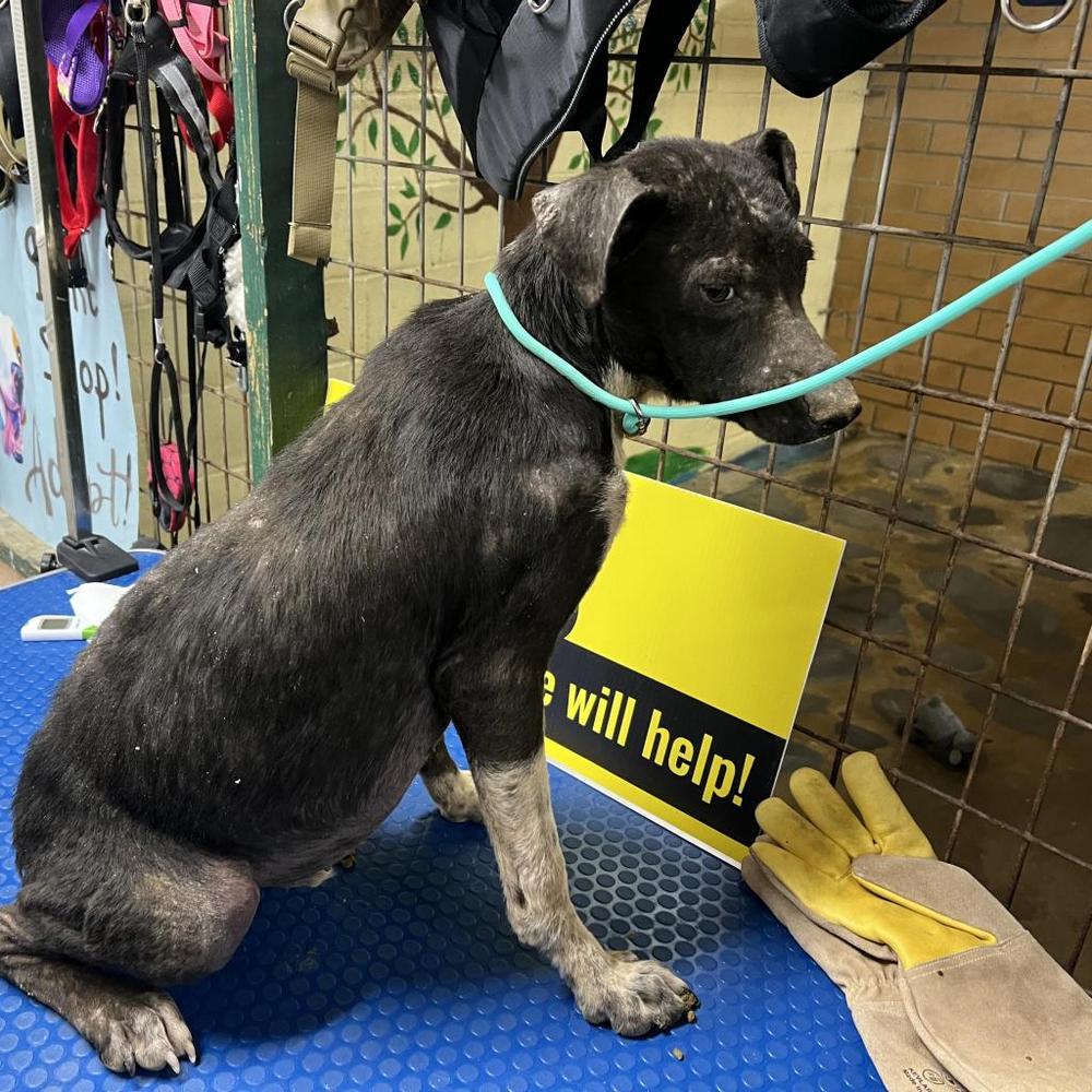 Enlarge Mr. Pfeiffer, a Adoptable mixed breed in Hartsville , TN image 1/2