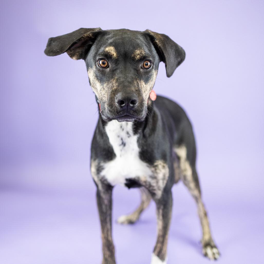 Enlarge Barry, a Adoptable Mixed Breed in Portland, OR image 1/1
