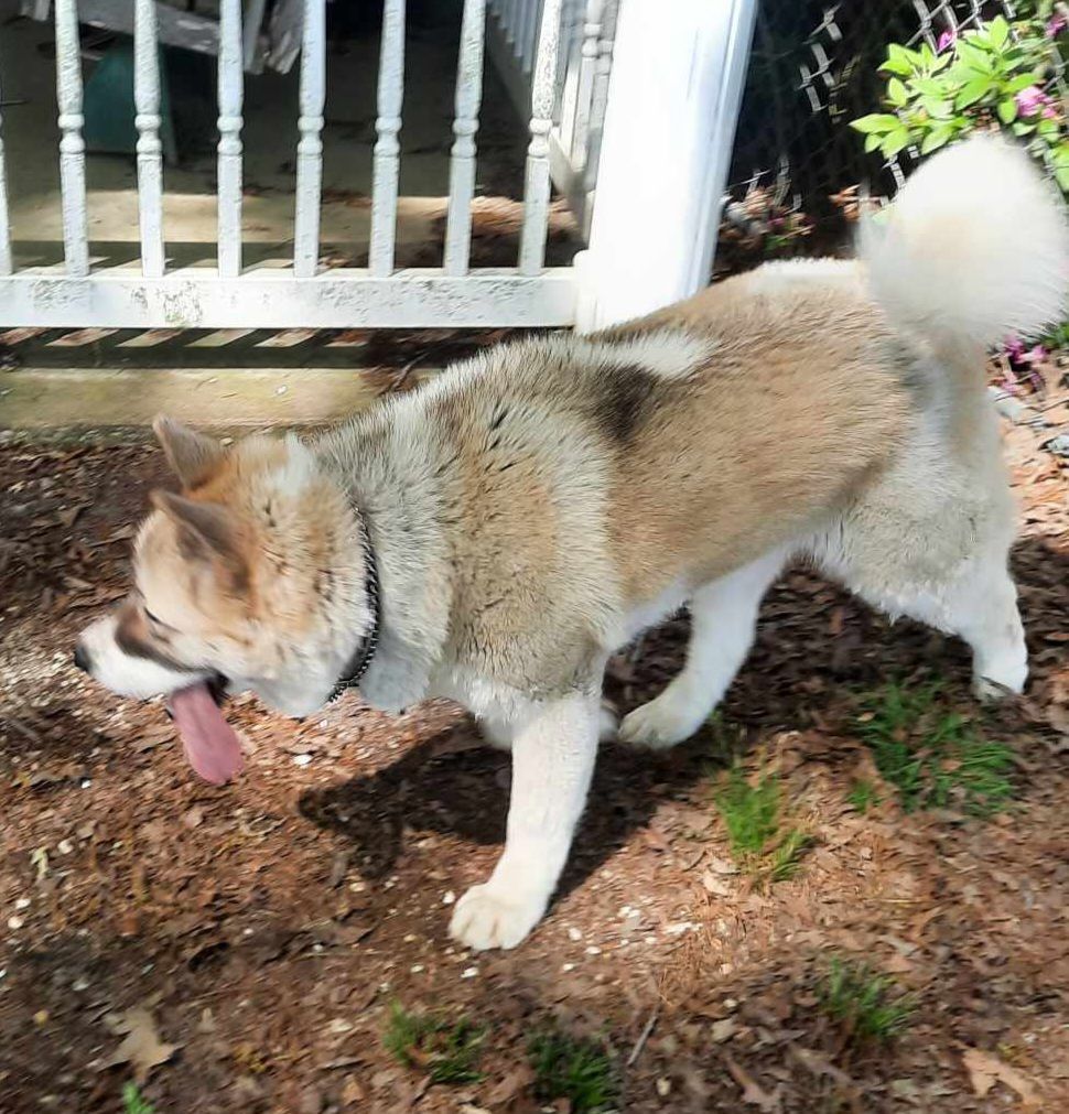 Enlarge Snow, a Adoptable Akita in Jacksonville, FL image 4/6