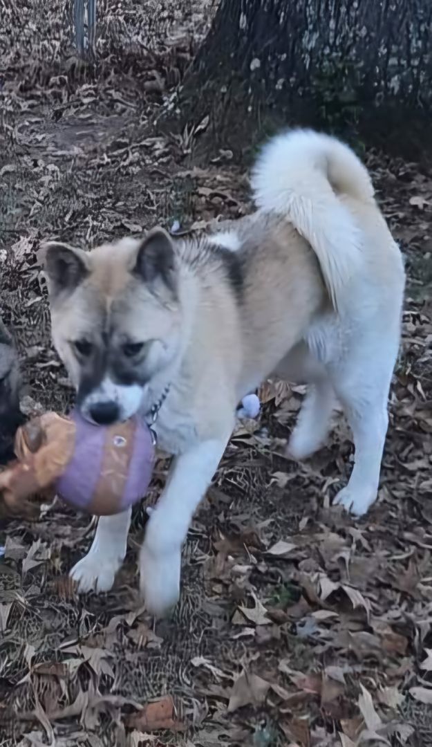 Enlarge Snow, a Adoptable Akita in Jacksonville, FL image 5/6