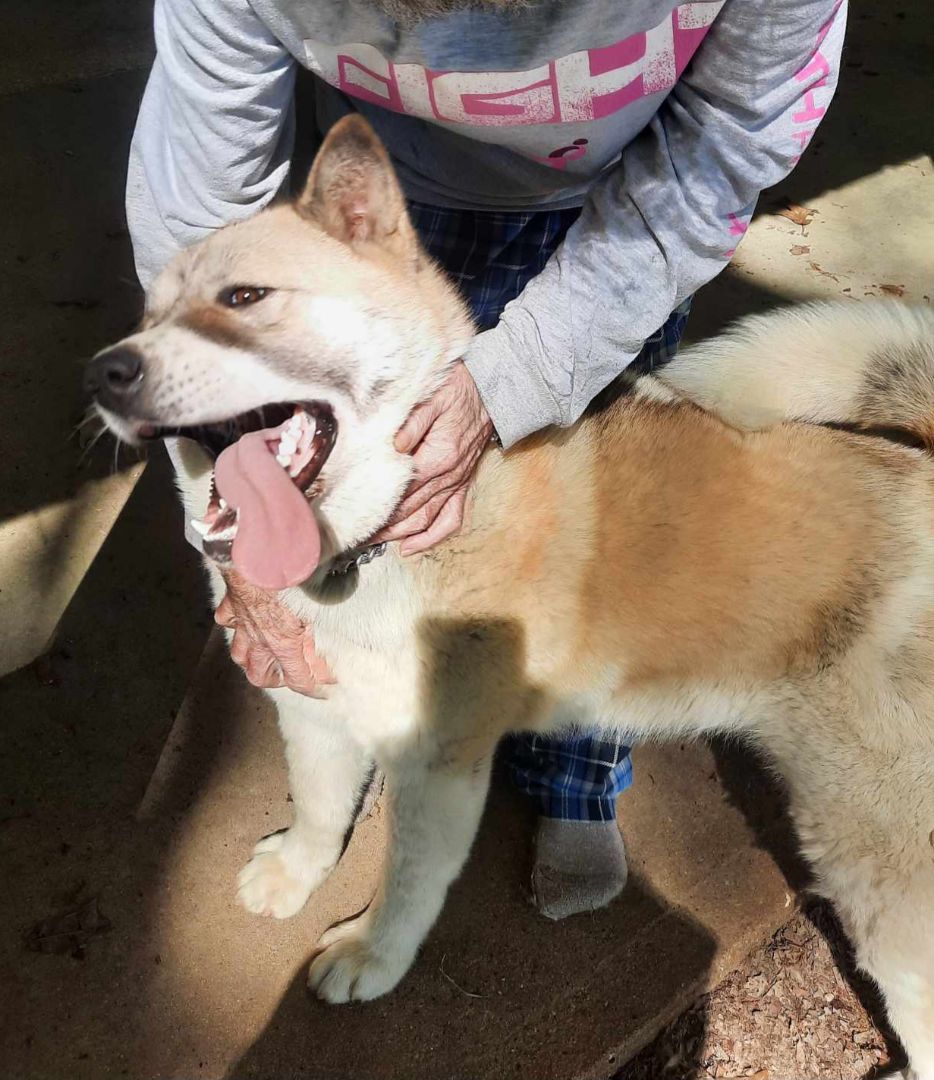 Enlarge Snow, a Adoptable Akita in Jacksonville, FL image 6/6