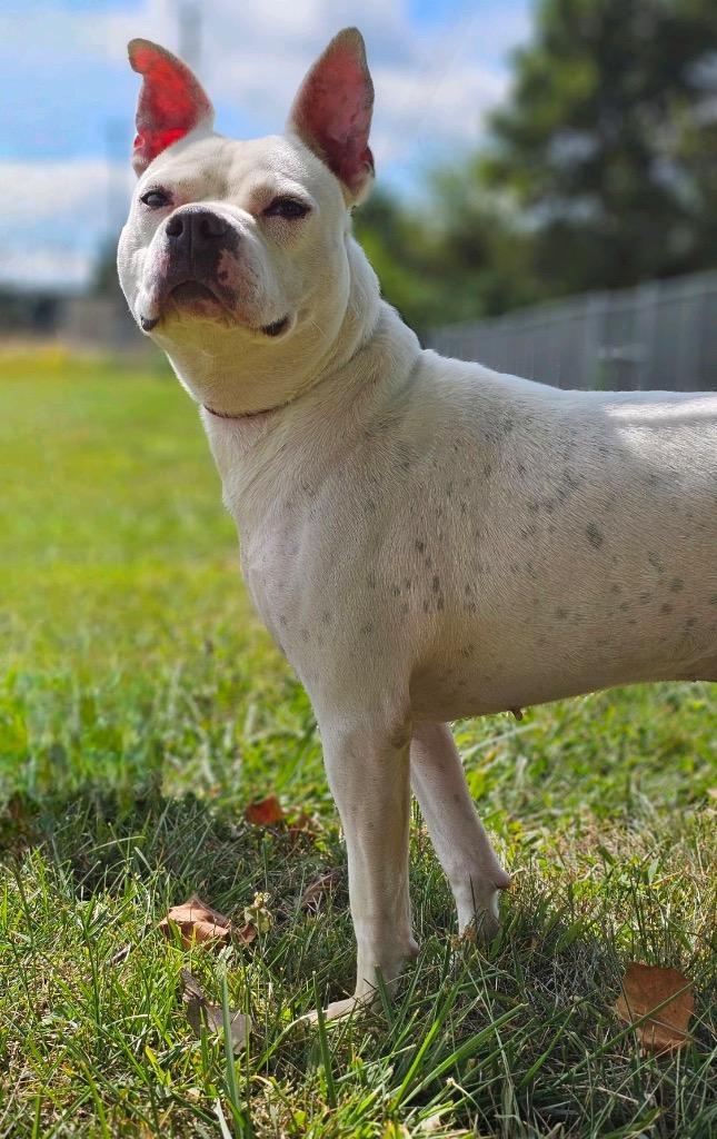Ghost, Adoptable, Adult Male American Bulldog & Pit Bull Terrier.