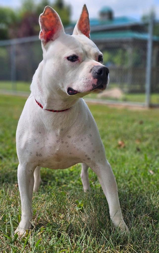 Enlarge Ghost, a Adoptable mixed breed in Huntington, IN image 2/3