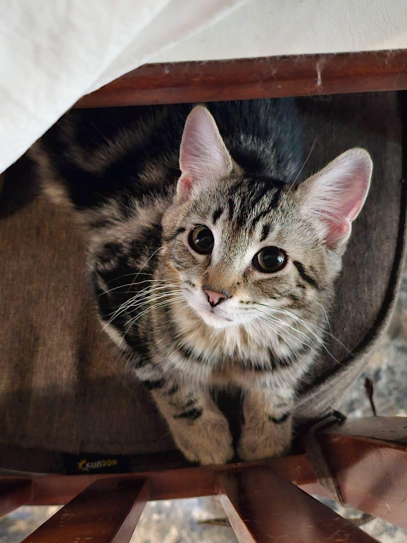 Arlo, adopted, Kitten Male Tabby.