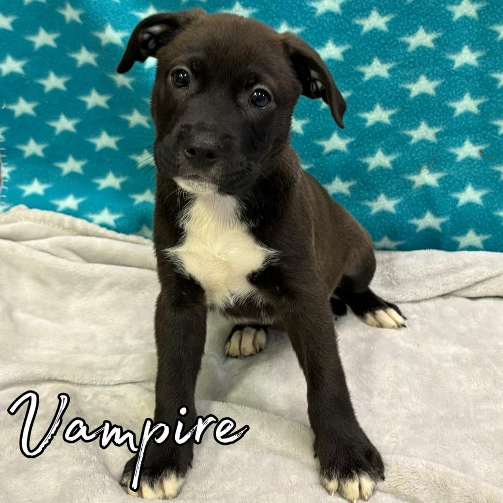 Vampire, Adoptable, Puppy Male Retriever & Mixed Breed.