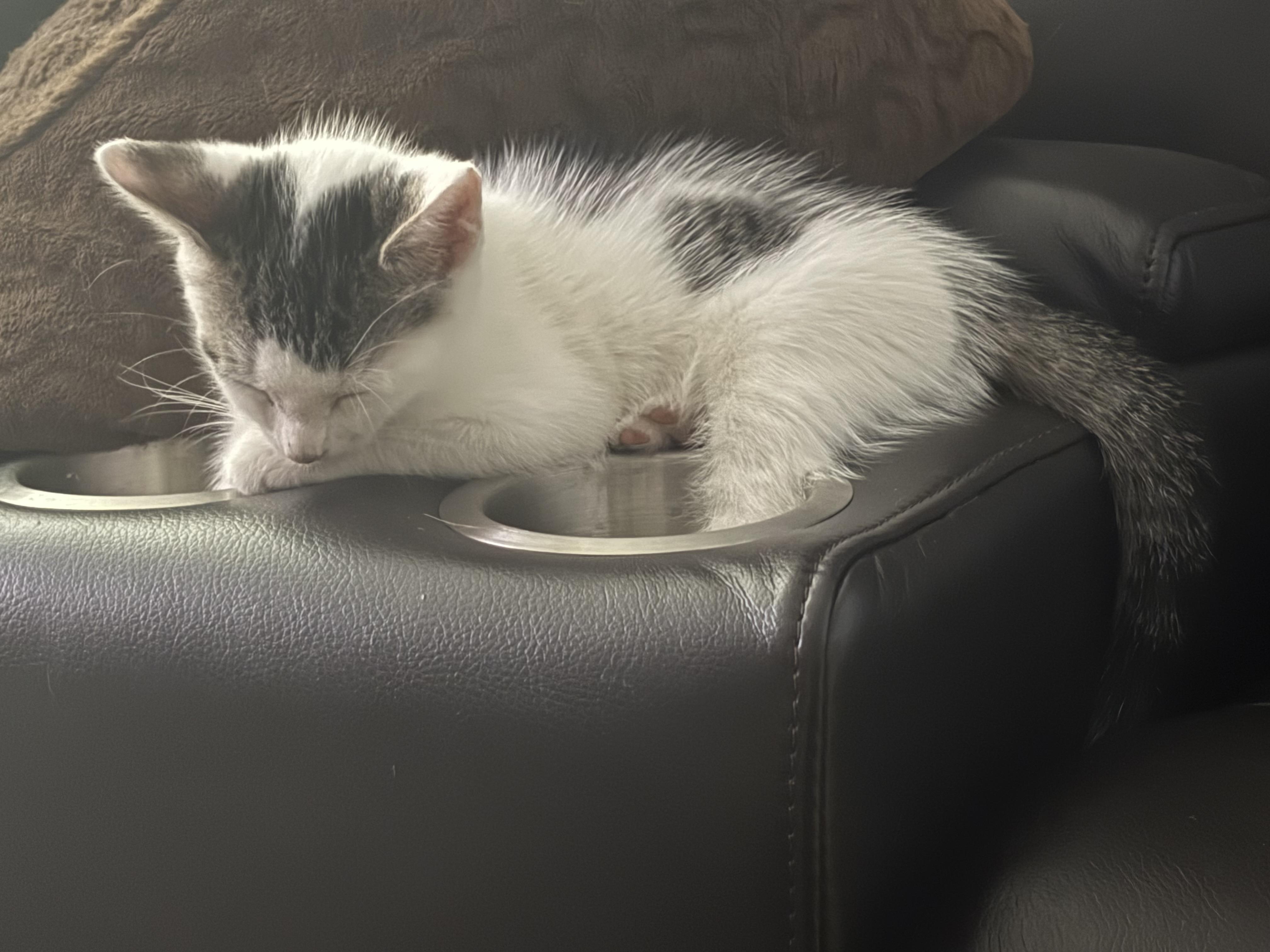 Enlarge SaltN Pepper, a Adoptable Domestic Short Hair in St Petersburg, FL image 1/3
