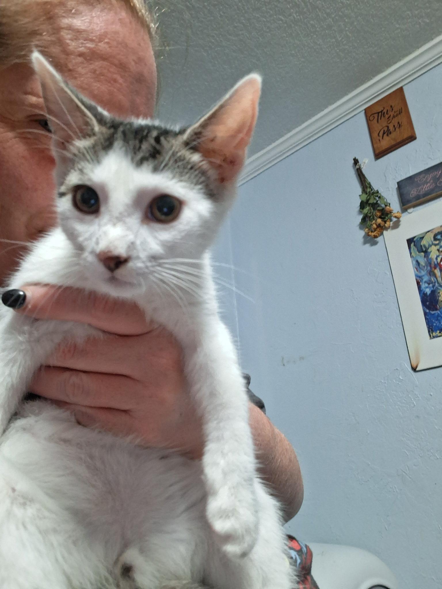 Enlarge SaltN Pepper, a Adoptable Domestic Short Hair in St Petersburg, FL image 2/3