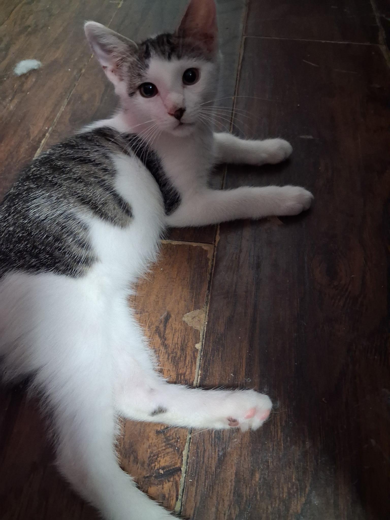 Enlarge SaltN Pepper, a Adoptable Domestic Short Hair in St Petersburg, FL image 3/3