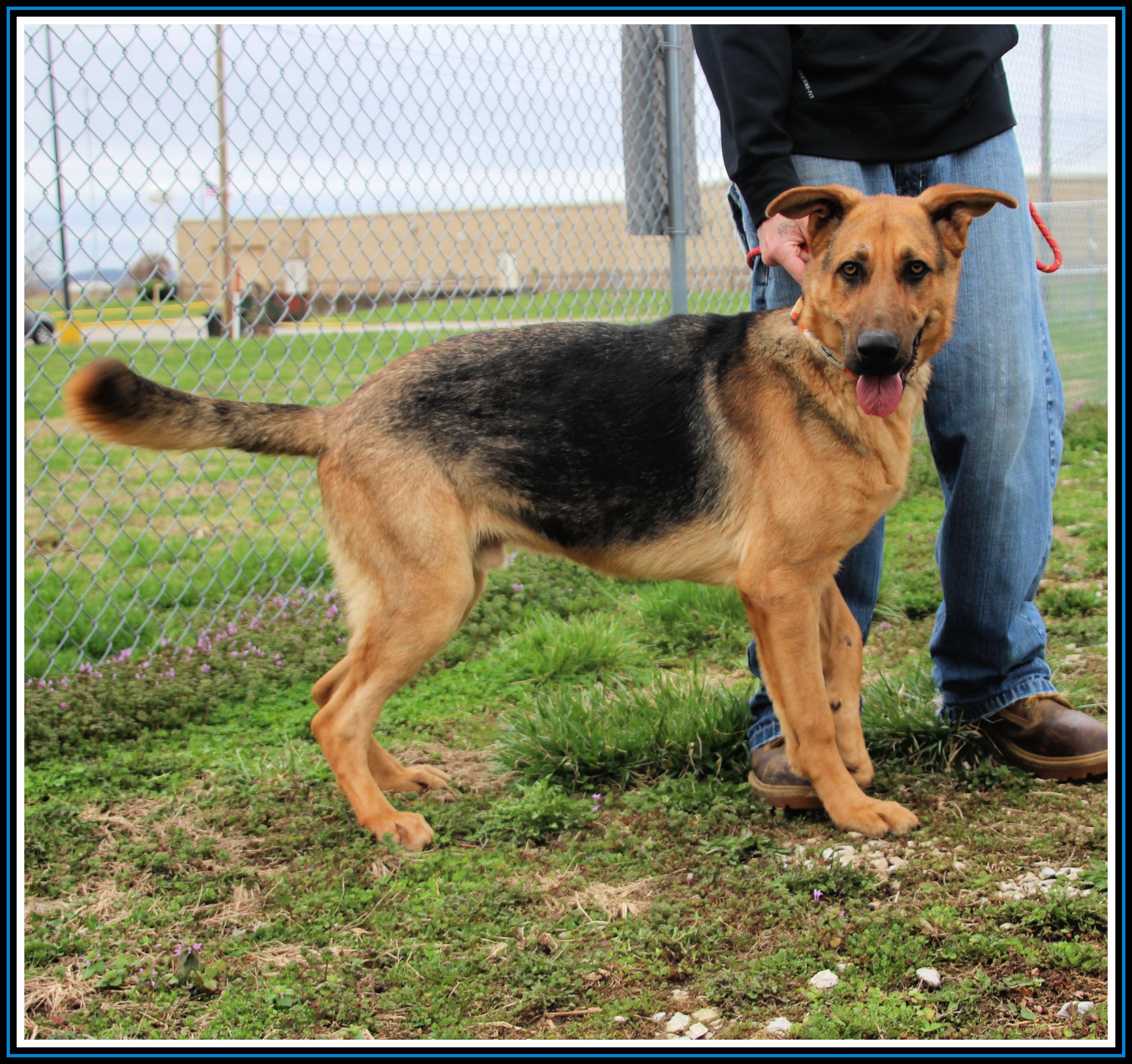Enlarge Collin, a Adopted German Shepherd Dog in Hardinsburg, KY image 4/4