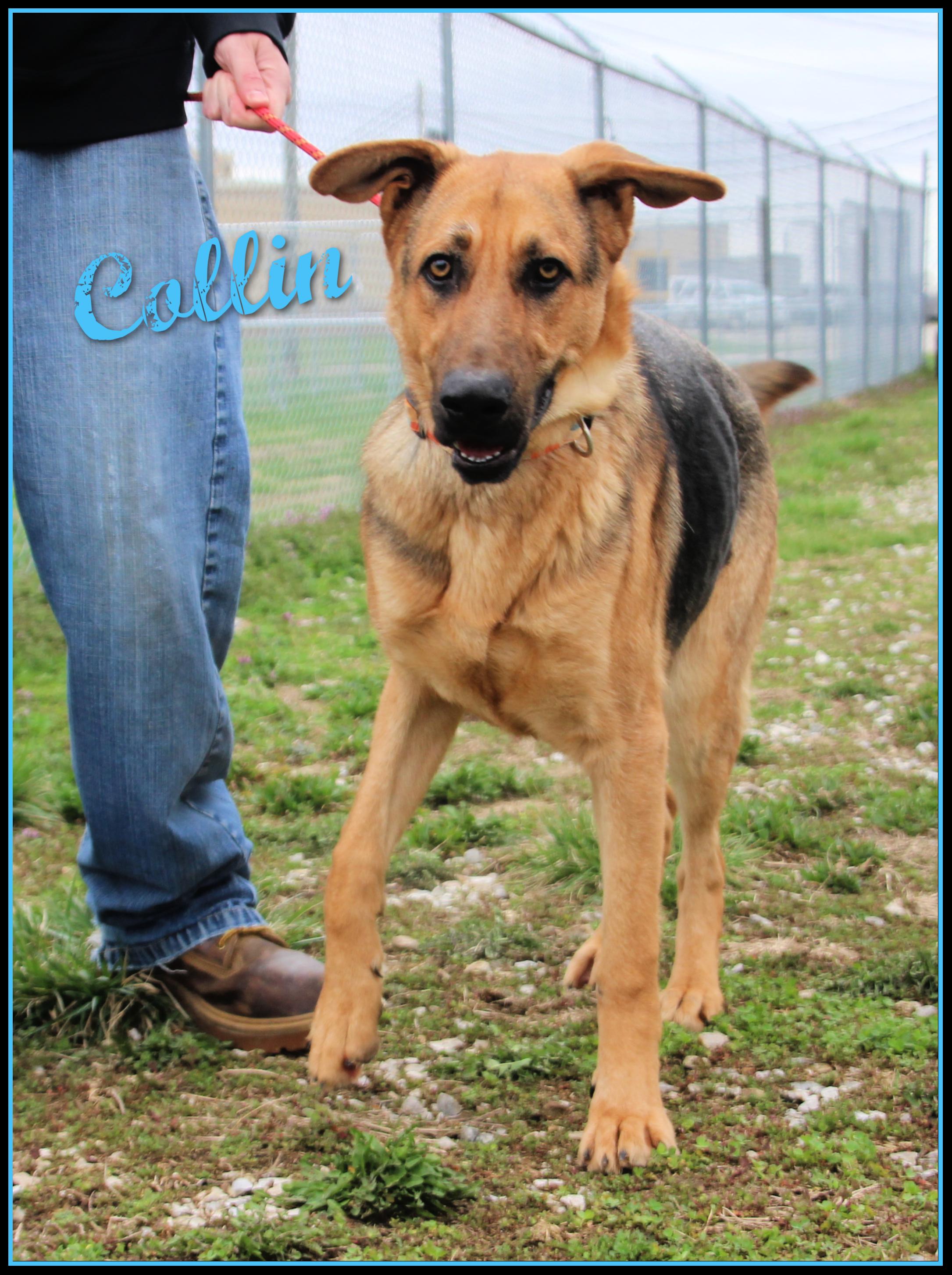 Collin, Adopted, Young Male German Shepherd Dog.