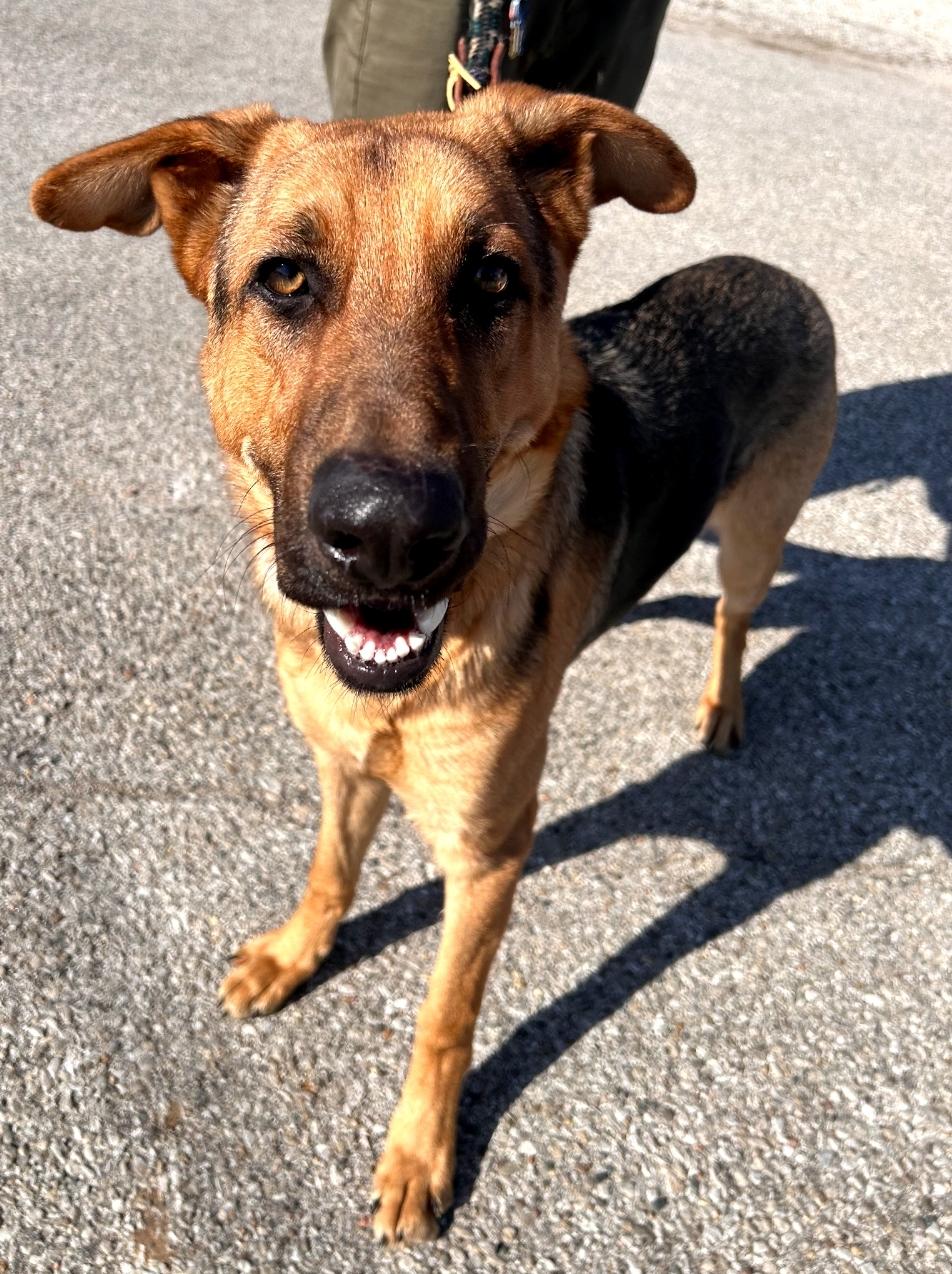 Enlarge Collin, a Adopted German Shepherd Dog in Hardinsburg, KY image 3/4