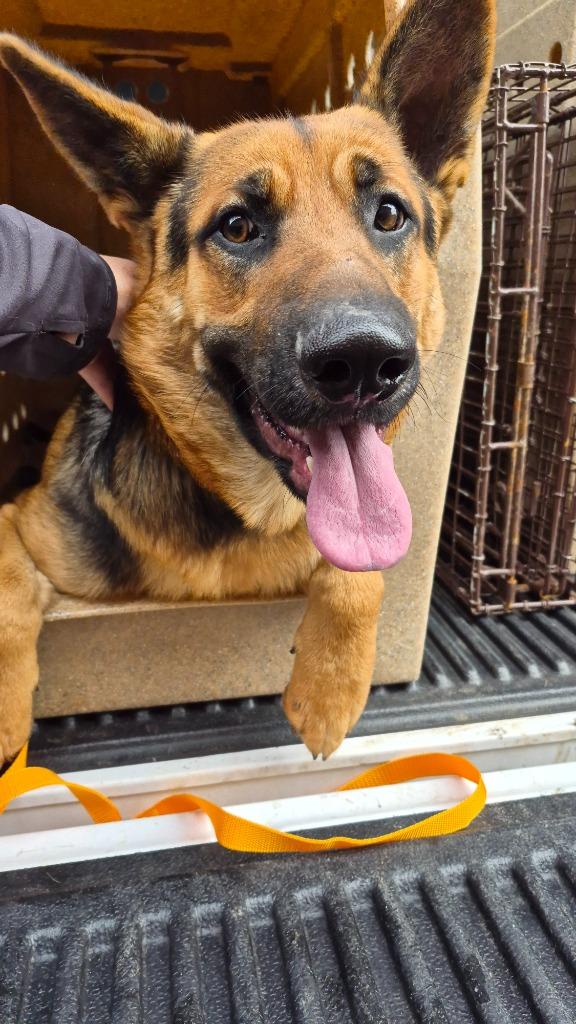 Tinsel Thompsonville, Adoptable, Young Male German Shepherd Dog.