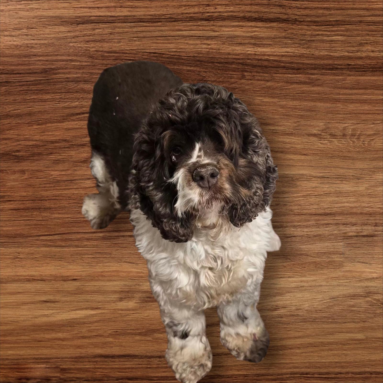 Enlarge Carmello, a Adoptable Cocker Spaniel in Seaford, DE image 1/1
