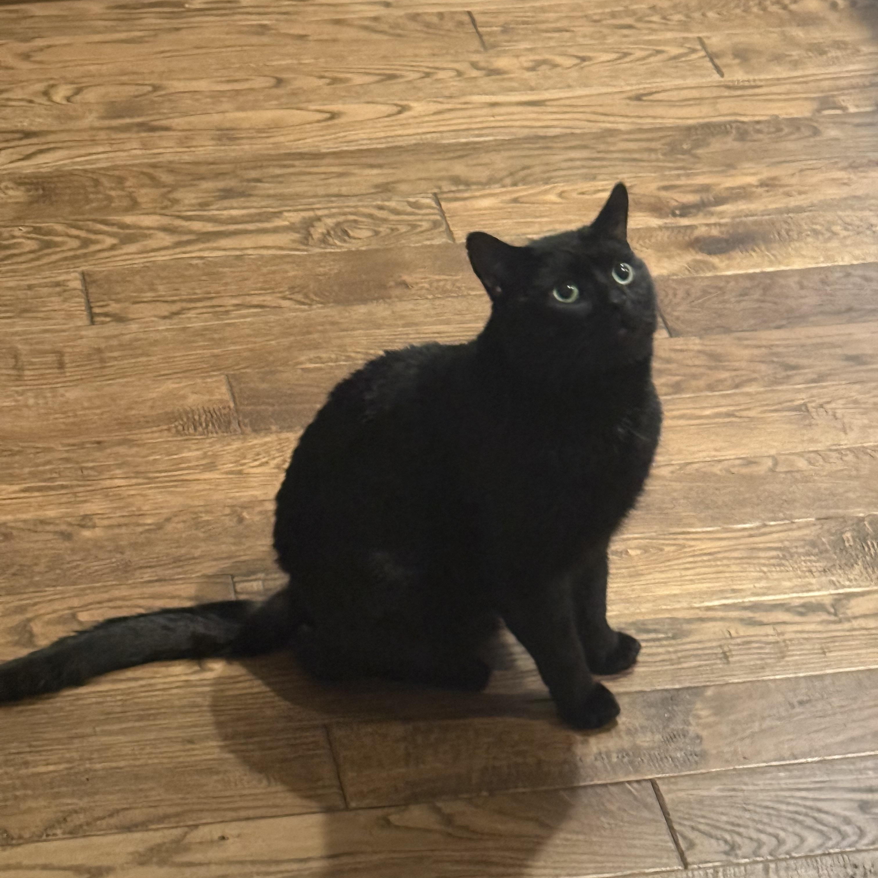 Baby Daddy, ADOPTABLE, Adult Male Domestic Short Hair.